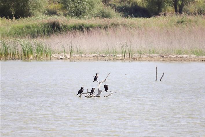 米博体育平台app