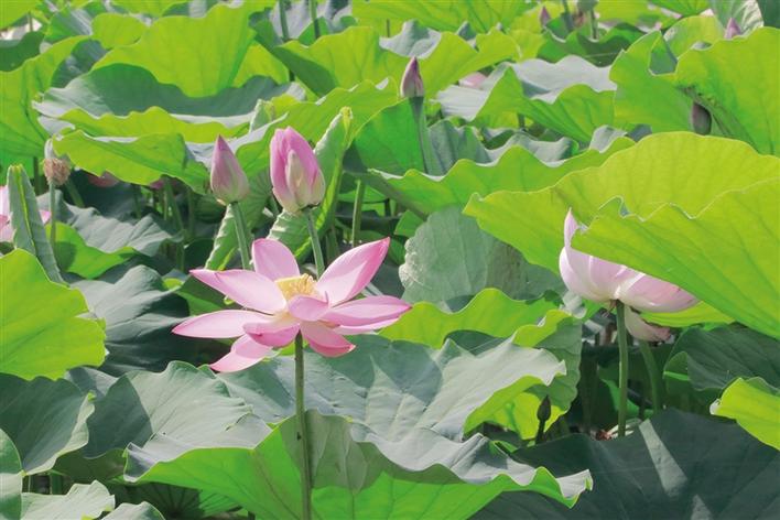 米博体育平台app