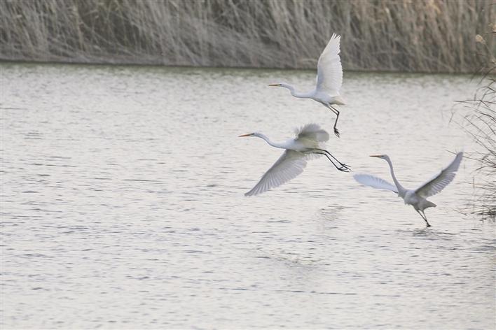 米博体育平台app