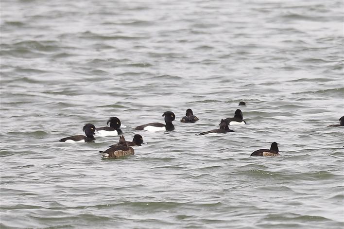 米博体育平台app