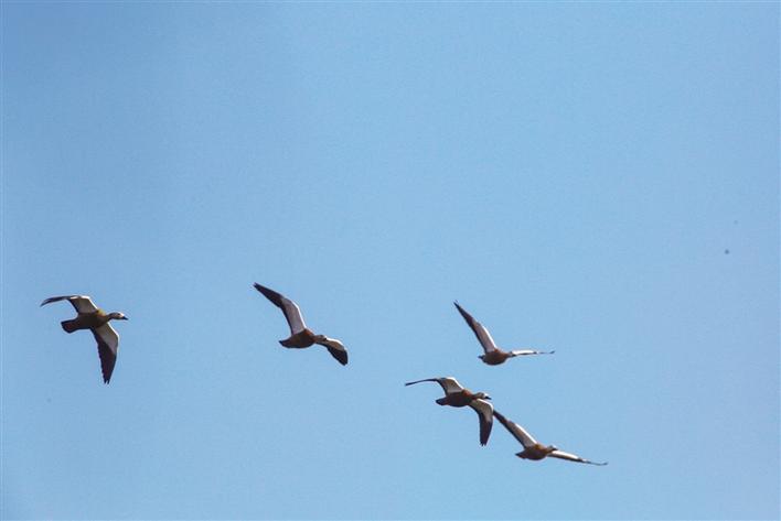 米博体育平台app