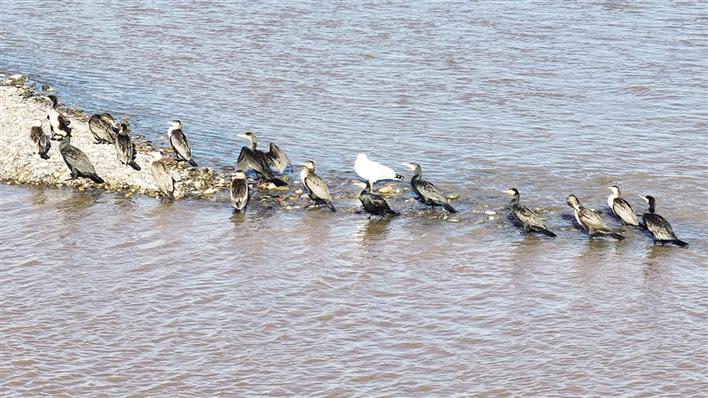 米博体育平台app