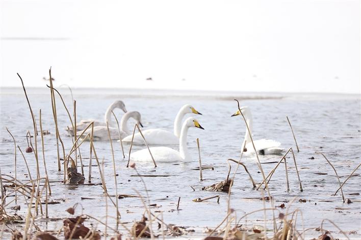 生态筑巢鸟翩跹