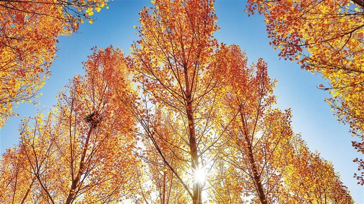 米博体育平台app