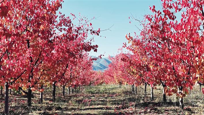 米博体育平台app