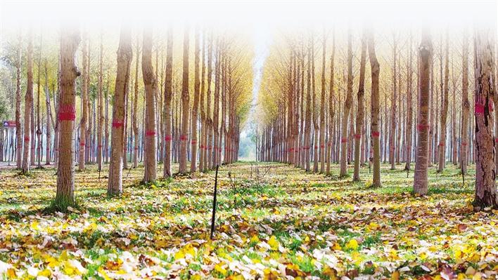 米博体育平台app