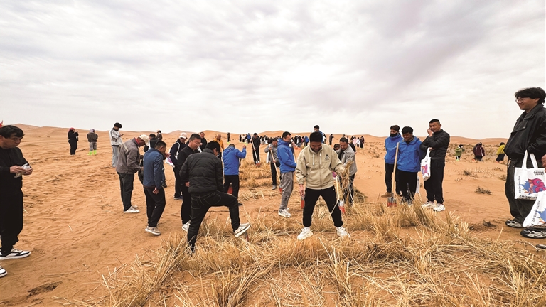 中卫市向全国人民发出邀请—— 欢迎“共扎草方格·筑牢绿长城”