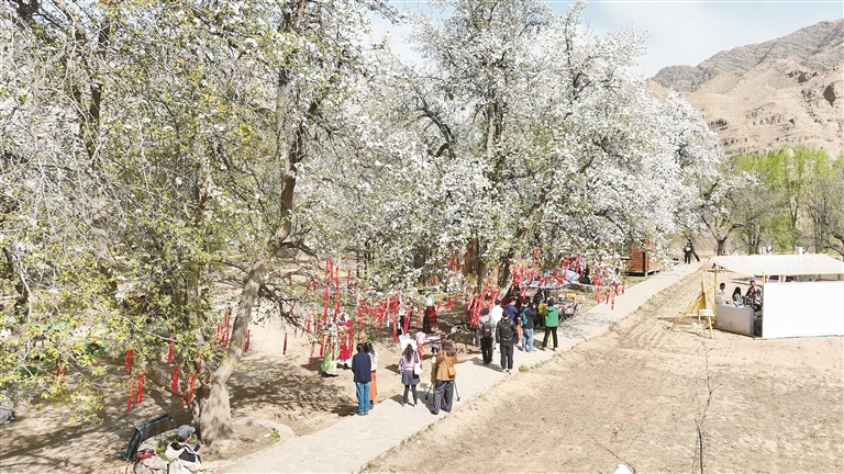 烂漫飞雪满春山 黄河古村迎客来 中卫市第二十届南北长滩黄河梨花季暨西北民歌（花儿）歌会举办