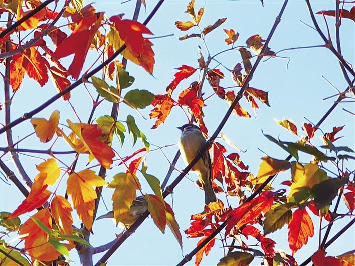 米博体育平台app